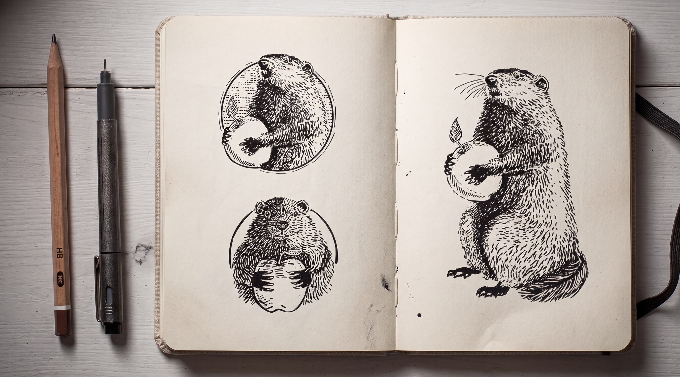 Wide overhead shot of an open sketchbook on a white surface showing pen-and-ink woodchuck mascot studies holding apples, with an HB penci…